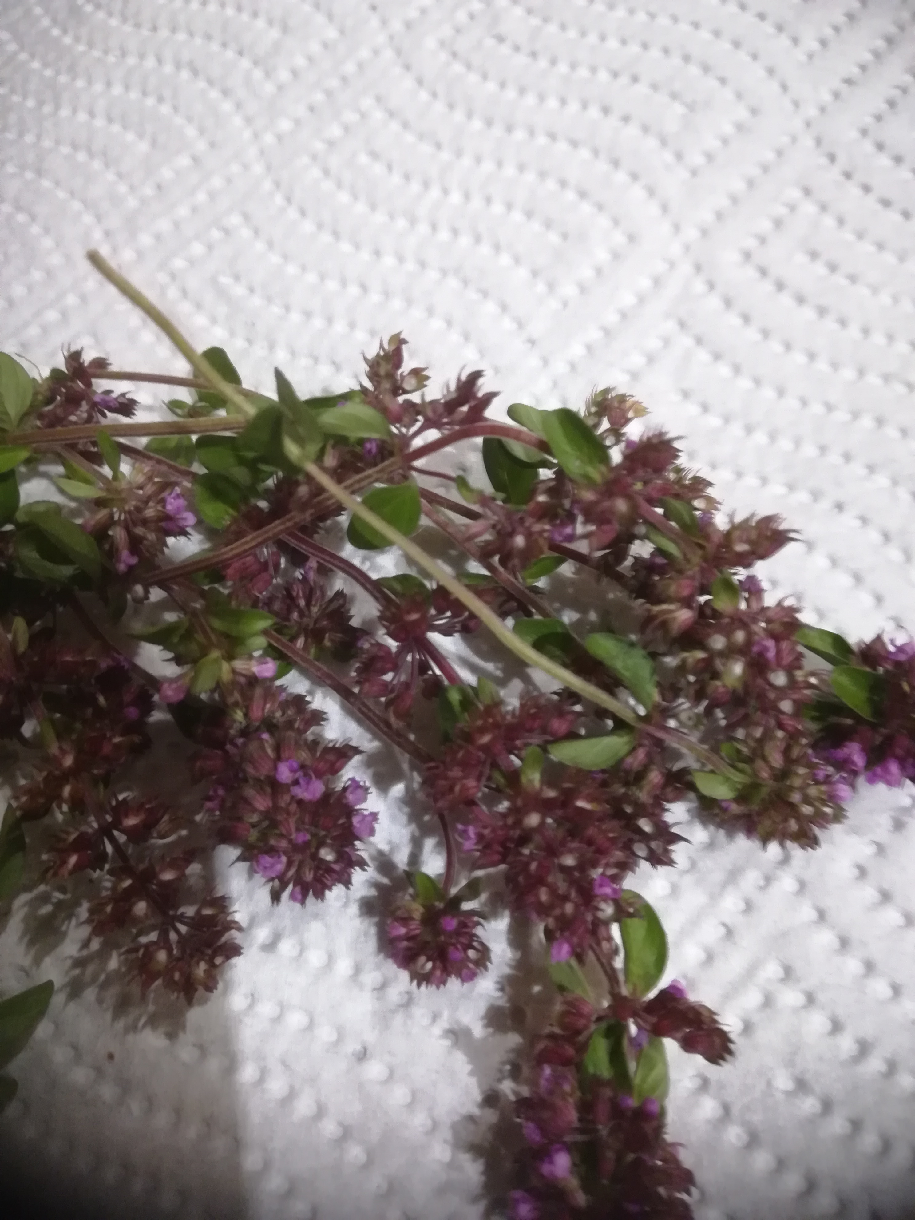 Bildergebnis für bilder thymian